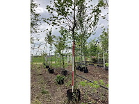 Bol amberboom - bolboom - afbeelding 3 van  3