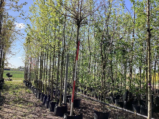 Bol amberboom - spherical-shaped tree - afbeelding 1 van  2