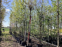 Bol amberboom - spherical-shaped tree - afbeelding 1 van  2