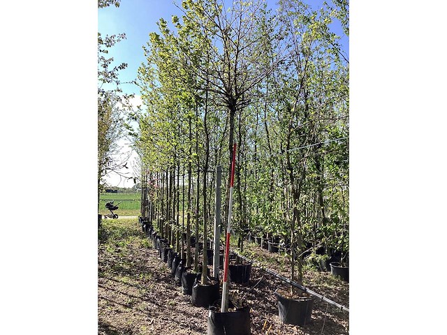Bol amberboom - spherical-shaped tree - afbeelding 2 van  2