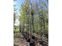 Bol amberboom - spherical-shaped tree - afbeelding 2 van  2