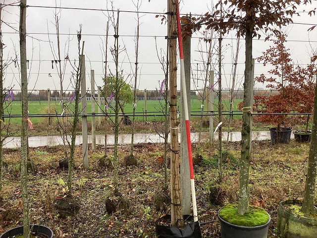 Bolacacia - bolbomen - afbeelding 1 van  3