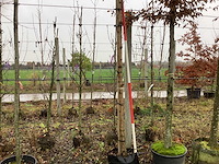 Bolacacia - bolbomen - afbeelding 1 van  3