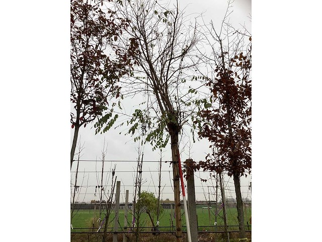 Bolacacia - bolbomen - afbeelding 2 van  3