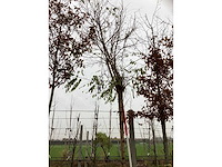 Bolacacia - bolbomen - afbeelding 2 van  3