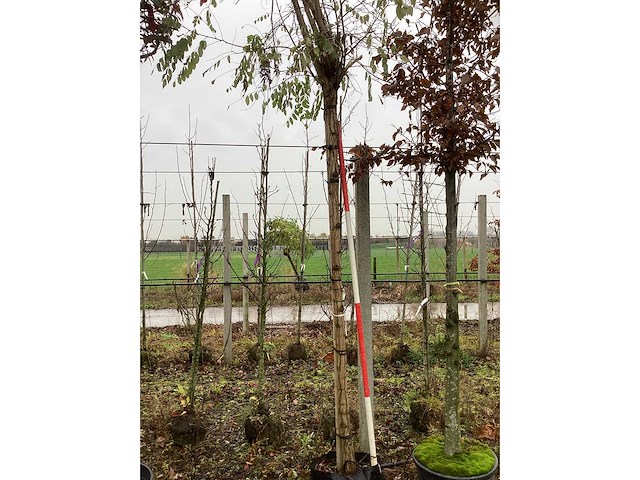 Bolacacia - bolbomen - afbeelding 3 van  3