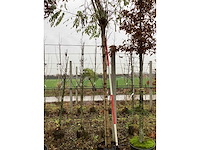 Bolacacia - bolbomen - afbeelding 3 van  3