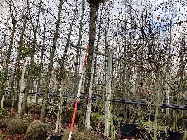 Bolacacia - bolboom - afbeelding 1 van  3