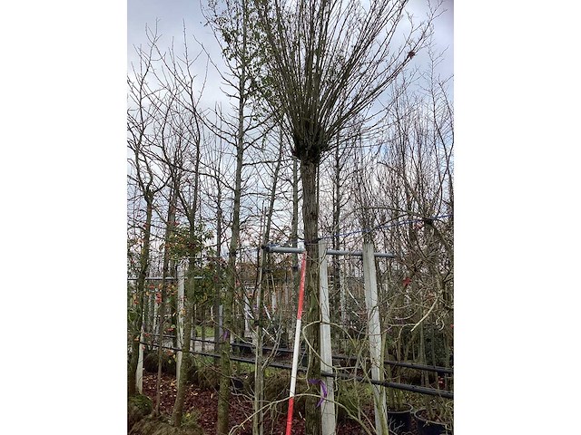 Bolacacia - bolboom - afbeelding 2 van  3