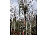 Bolacacia - bolboom - afbeelding 2 van  3