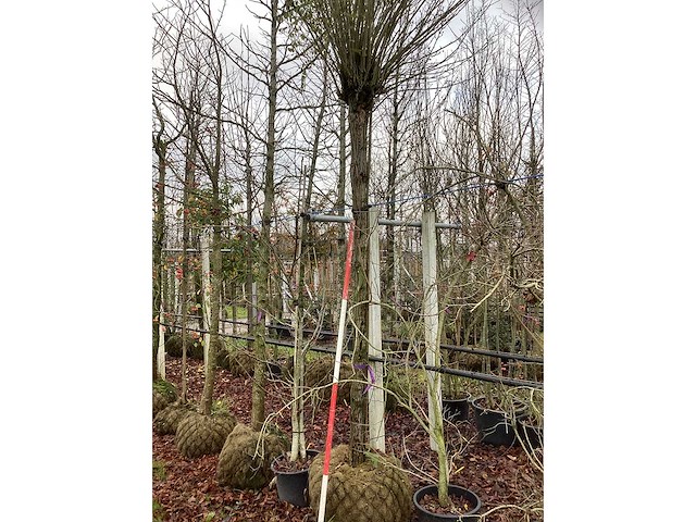 Bolacacia - bolboom - afbeelding 3 van  3