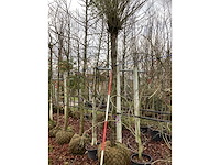 Bolacacia - bolboom - afbeelding 3 van  3