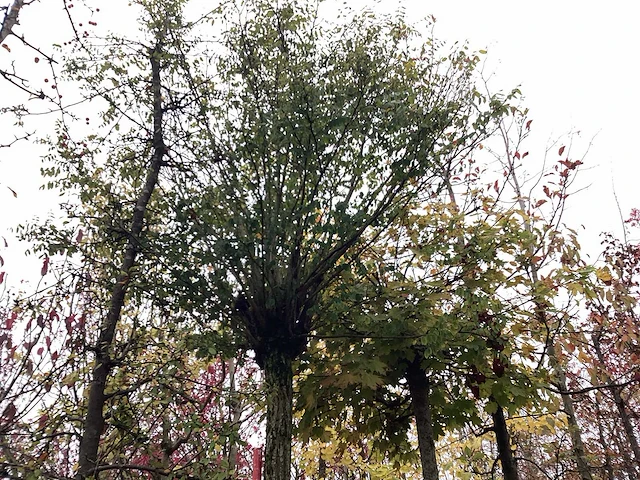 Bolacacia - bolboom - afbeelding 1 van  3