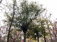 Bolacacia - bolboom