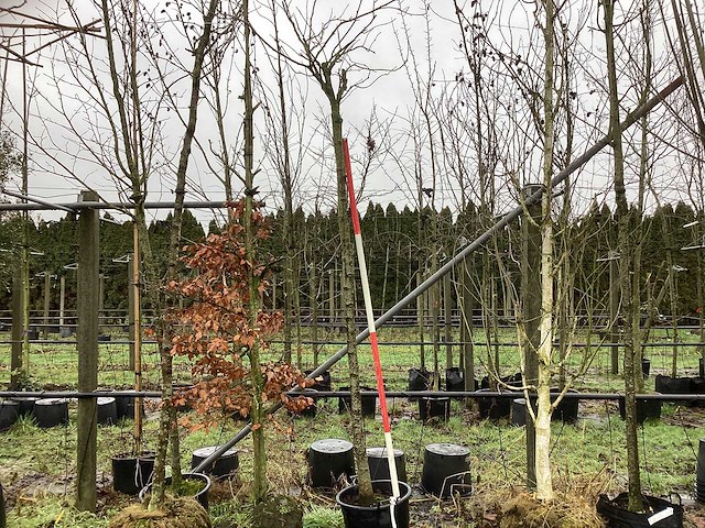 Bolamberboom - bolboom - afbeelding 1 van  3