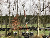 Bolamberboom - bolboom - afbeelding 1 van  3