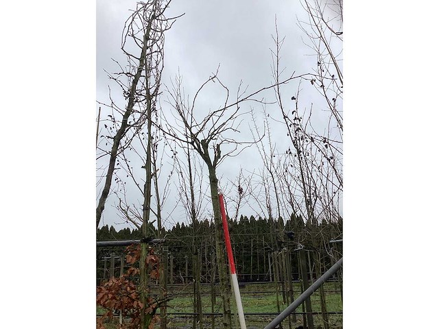 Bolamberboom - bolboom - afbeelding 3 van  3