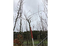 Bolamberboom - bolboom - afbeelding 3 van  3