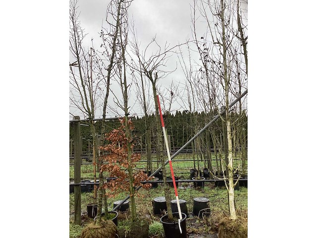 Bolamberboom - bolboom - afbeelding 2 van  3