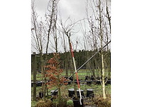 Bolamberboom - bolboom - afbeelding 2 van  3