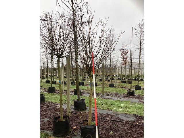 Bolcatalpa - bolboom - afbeelding 2 van  3