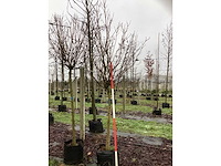 Bolcatalpa - bolboom - afbeelding 2 van  3