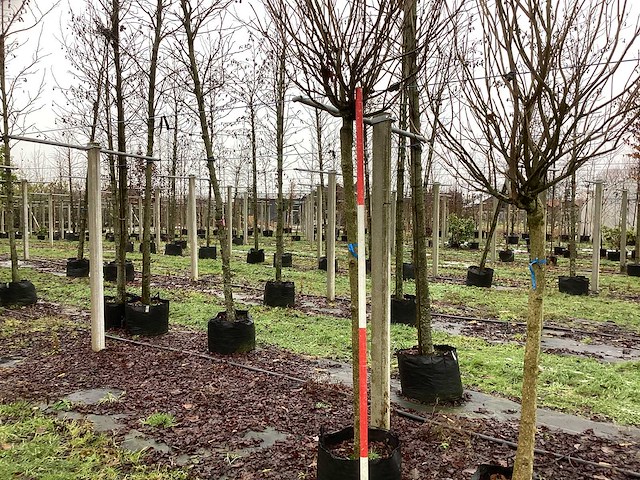 Bolcatalpa - bolboom - afbeelding 1 van  3