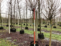 Bolcatalpa - bolboom - afbeelding 1 van  3