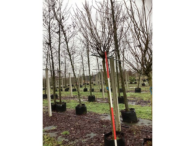 Bolcatalpa - bolboom - afbeelding 2 van  3