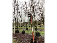 Bolcatalpa - bolboom - afbeelding 2 van  3