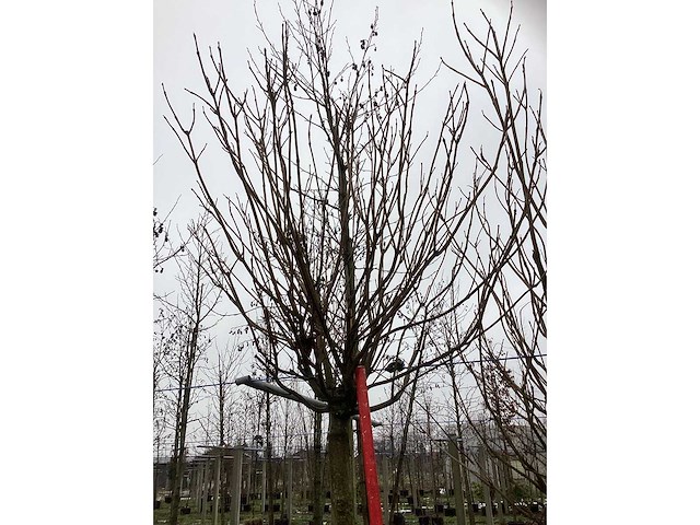 Bolcatalpa - bolboom - afbeelding 3 van  3