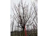 Bolcatalpa - bolboom - afbeelding 3 van  3