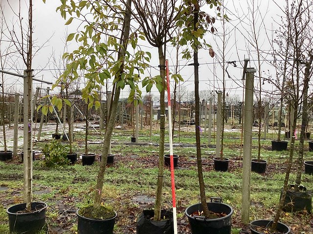 Bolcatalpa - bolboom - afbeelding 1 van  3