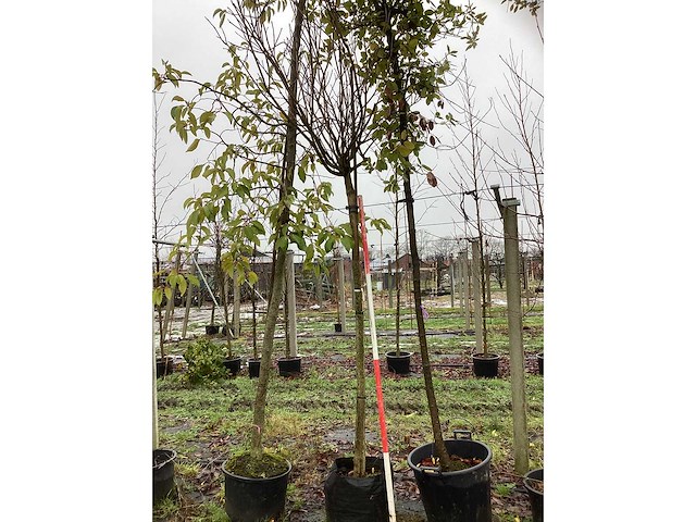 Bolcatalpa - bolboom - afbeelding 2 van  3