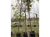 Bolcatalpa - bolboom - afbeelding 2 van  3