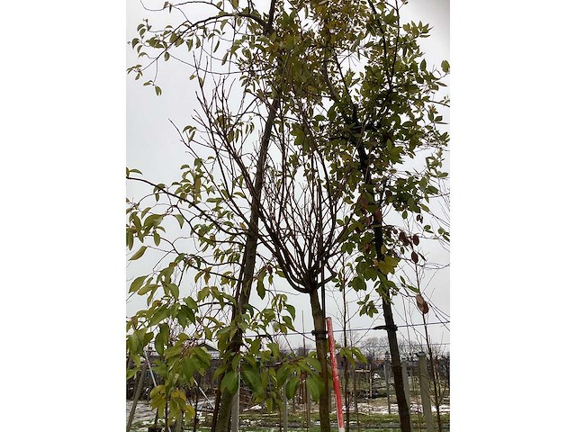 Bolcatalpa - bolboom - afbeelding 3 van  3