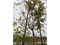 Bolcatalpa - bolboom - afbeelding 3 van  3