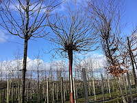 Bolcatalpa - bolboom - afbeelding 1 van  2