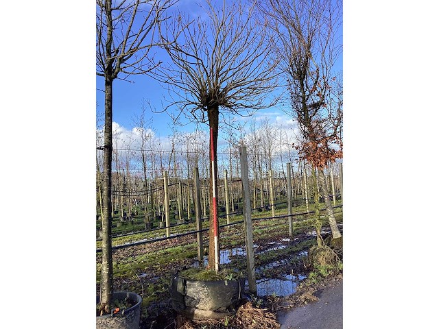 Bolcatalpa - bolboom - afbeelding 2 van  2