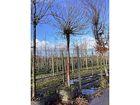 Bolcatalpa - bolboom - afbeelding 2 van  2