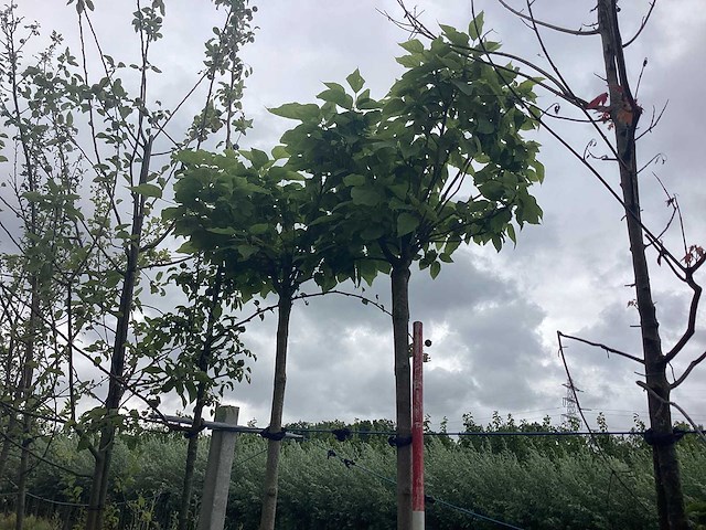 Bolcatalpa - bolboom - afbeelding 1 van  2