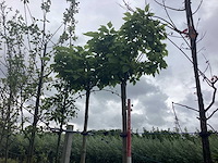Bolcatalpa - bolboom