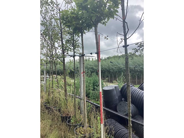 Bolcatalpa - bolboom - afbeelding 2 van  2