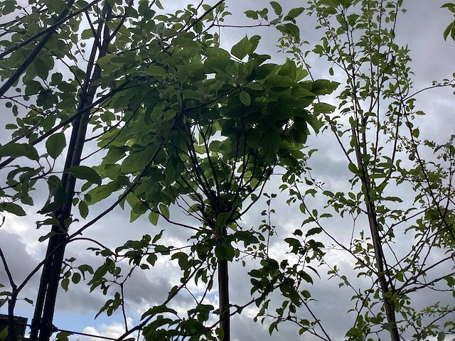 Bolcatalpa - bolboom - afbeelding 1 van  2