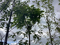 Bolcatalpa - bolboom - afbeelding 1 van  2