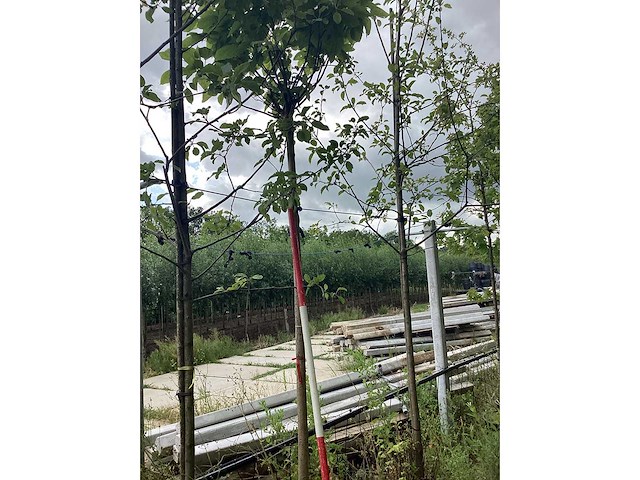 Bolcatalpa - bolboom - afbeelding 2 van  2