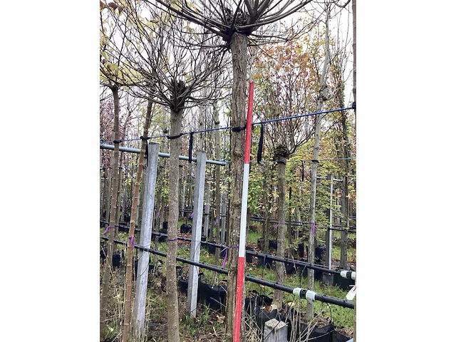 Bolcatalpa - bolboom - afbeelding 1 van  2