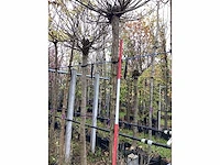 Bolcatalpa - bolboom