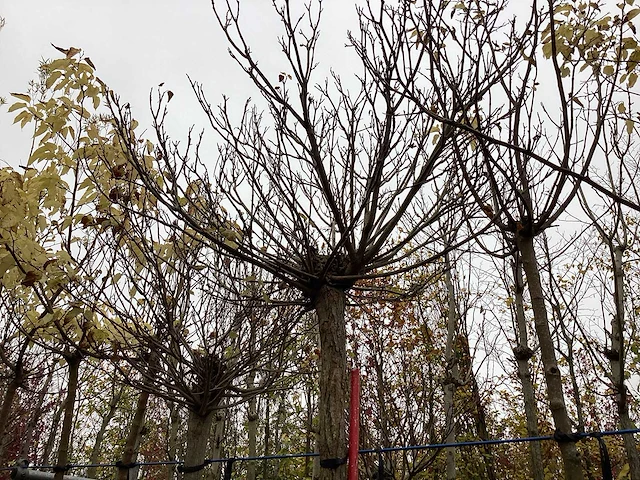 Bolcatalpa - bolboom - afbeelding 2 van  2
