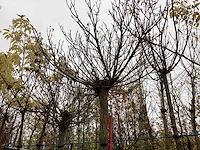 Bolcatalpa - bolboom - afbeelding 2 van  2